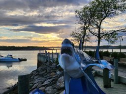 Sharks in Yarmouth NS